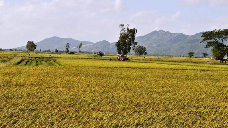 Hợp tác tiêu thụ, đảm bảo đầu ra cho người trồng lúa ở Kiên Giang, An Giang