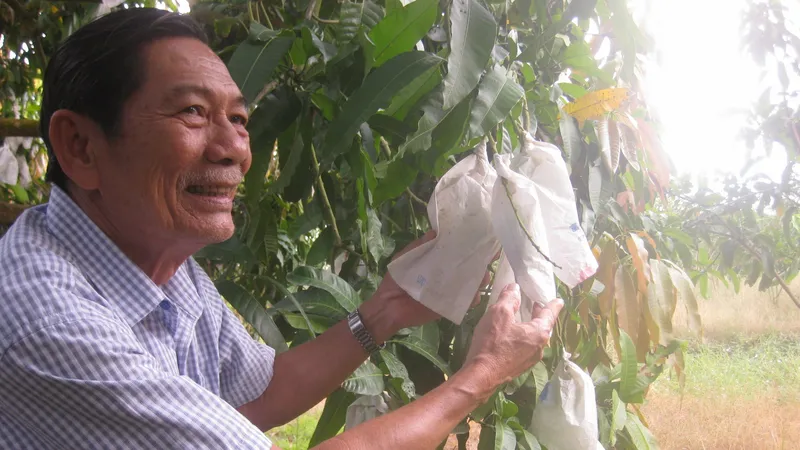 Đồng Tháp xuất khẩu lô xoài đầu tiên vào thị trường EU với giá 11-13 euro/kg