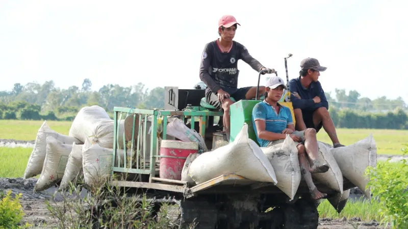 Lúa đông xuân ở vùng Nam bộ đạt hơn 11,3 triệu tấn 