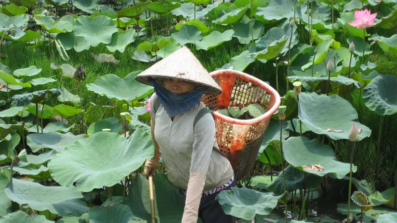 Đồng Tháp liên kết nâng cao chuỗi giá trị cây sen