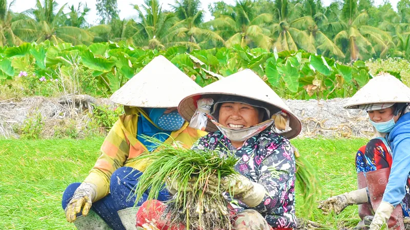 Củ kiệu năm nay có giá, nông dân ước tính lãi khoảng 30 triệu đồng/công đất, sau khi trừ chi phí với khoảng 6 tháng gieo trồng. Ảnh: QUỐC BÌNH.