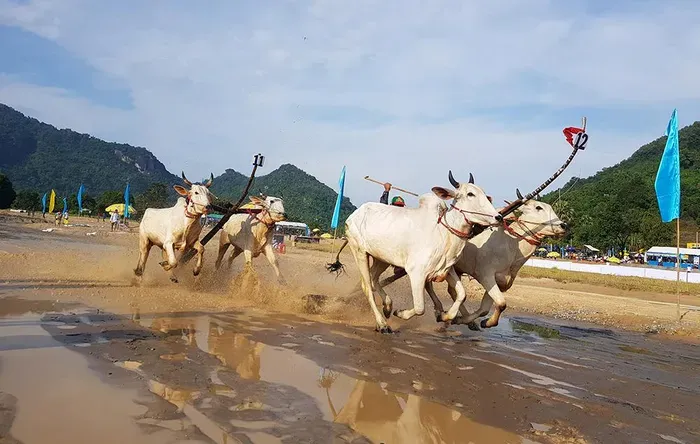 An Giang: Đua bò và biểu diễn mô tô địa hình mừng lễ Sene Dolta