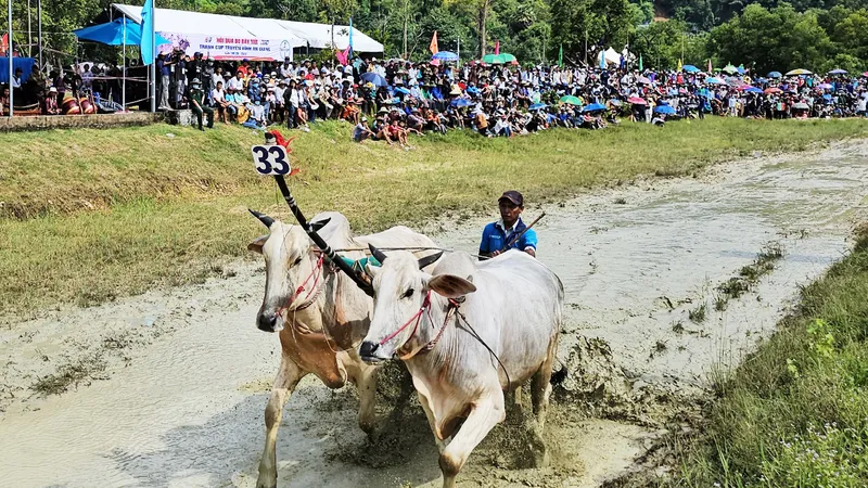 An Giang: Sôi nổi Hội đua bò Bảy Núi năm 2023
