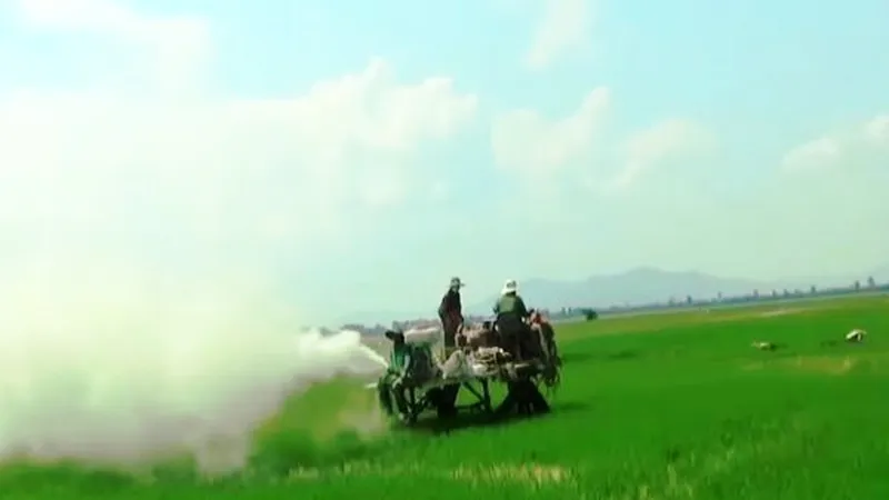 An Giang: Bác tin đồn nông dân lấy xi măng… phun lên ruộng lúa