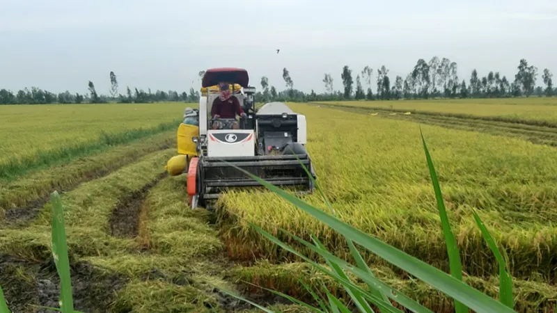 Triển khai sản xuất vụ thu đông, vụ mùa 2022 tại vùng Nam bộ