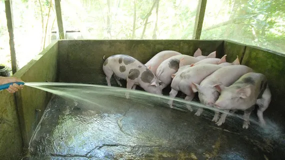 Xử lý nghiêm các trường hợp chăn nuôi không đúng quy định