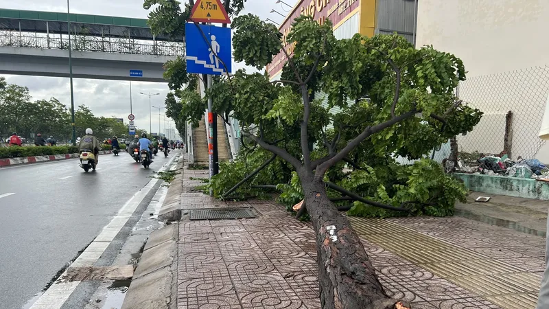 Xử lý cây xanh đảm bảo an toàn trong mùa mưa