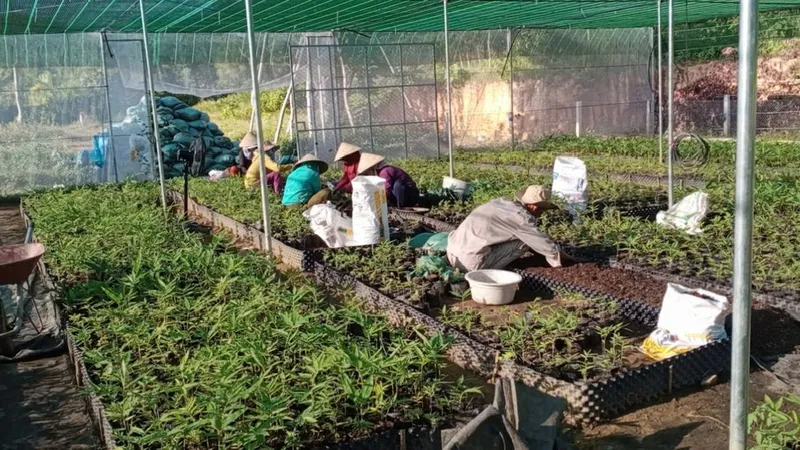 Dự án trồng mới 100 triệu cây tre vào năm 2050