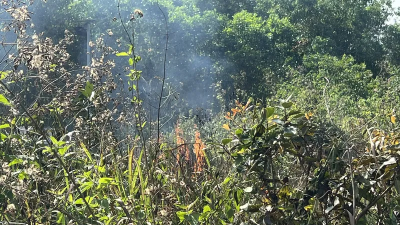 TPHCM tăng cường bảo vệ phòng cháy, chữa cháy rừng