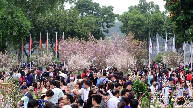 10.000 cành hoa anh đào Nhật bản sẽ khoe sắc tại Hà Nội