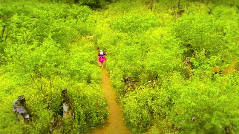 Đất trời Tây Bắc đẹp rung động lòng người trong mùa hoa nở