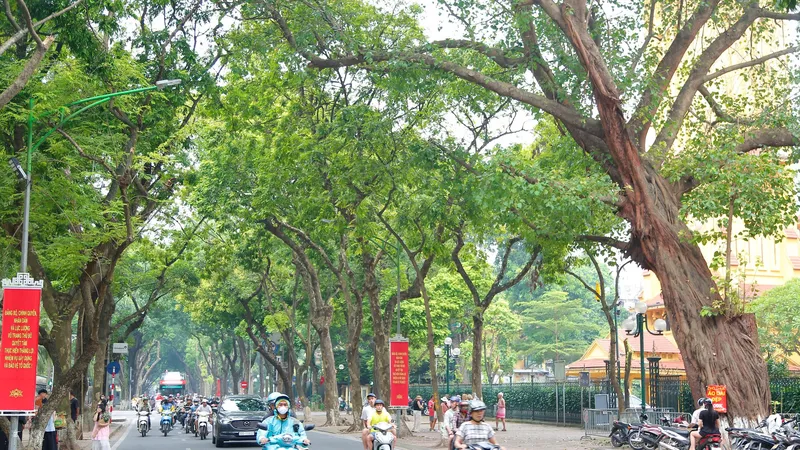 Hà Nội: Sau bão số 3, phố Phan Đình Phùng lại khoe sắc