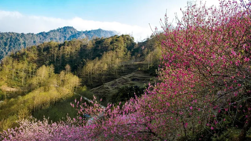 Hoa anh đào nở rực rỡ ở Hà Giang