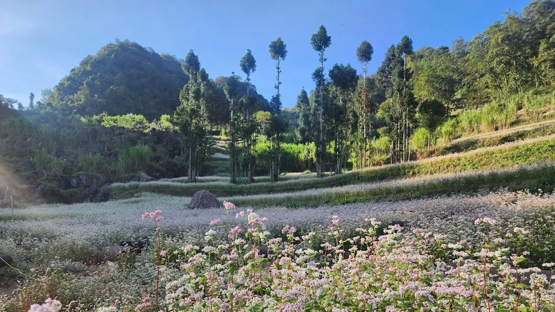 Mùa hoa tam giác mạch ở Hà Giang 