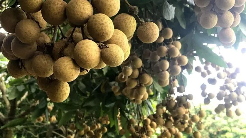 Tri thức trồng và chế biến nhãn lồng Hưng Yên là di sản văn hóa phi vật thể quốc gia