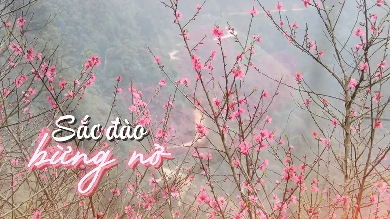 Lạng Sơn mở hội hoa đào vùng biên viễn