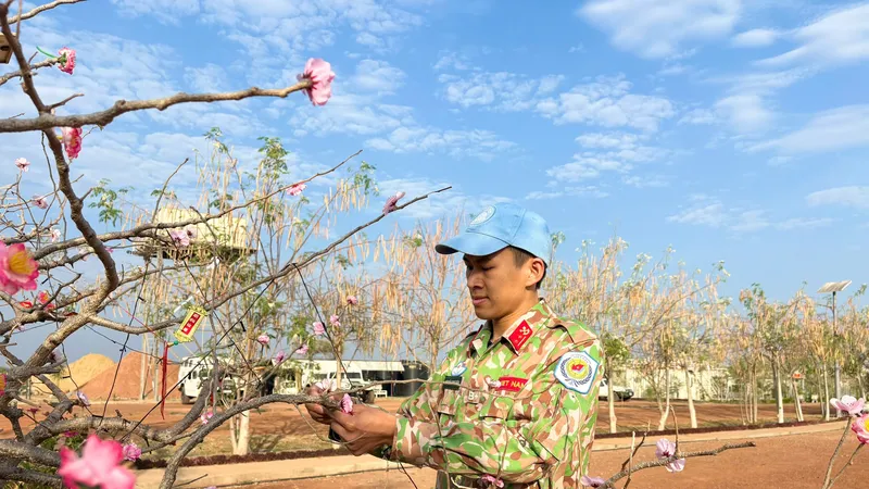 Trung úy Nguyễn Trung Kiên tỉ mẩn kết đào giấy, mang sắc xuân quê nhà đến vùng đất châu Phi 