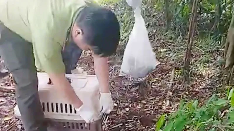 Thả con trăn nặng 58kg về Vườn quốc gia U Minh Thượng