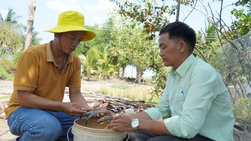 Kiên Giang: Hạn mặn gay gắt, hơn 700ha tôm nuôi thiệt hại