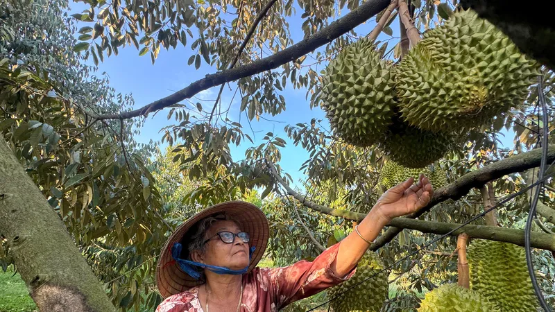 Sầu riêng trồng ở Phú Quốc hút khách, giá cao vì chất lượng
