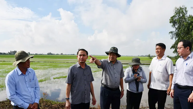 Hàng trăm ha lúa vùng Đồng Tháp Mười có nguy cơ mất trắng