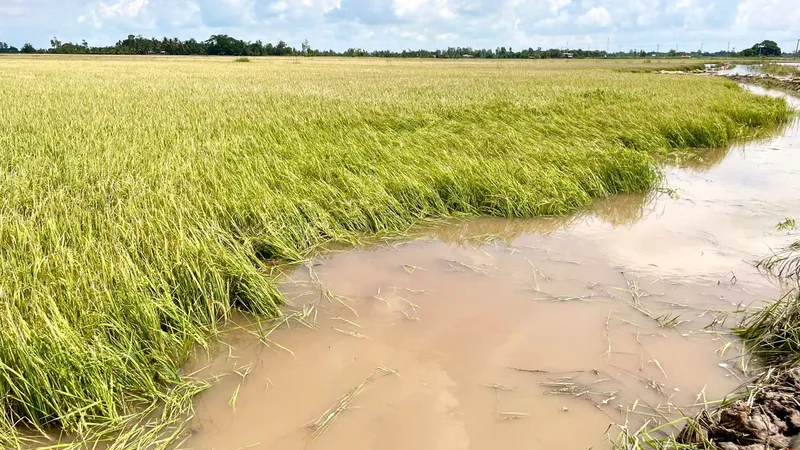 Nước lũ dâng gây thiệt hại hàng trăm hecta diện tích lúa, rau màu, cây ăn trái tại vùng Đồng Tháp Mười