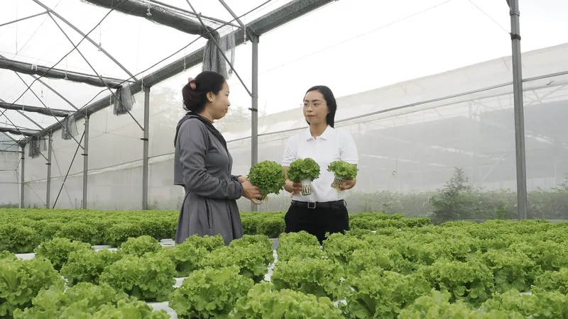 Sản xuất NNCNC tại Khu Nông nghiệp công nghệ cao TPHCM ở xã Nhuận Đức. ẢNH HOÀNG HÙNG