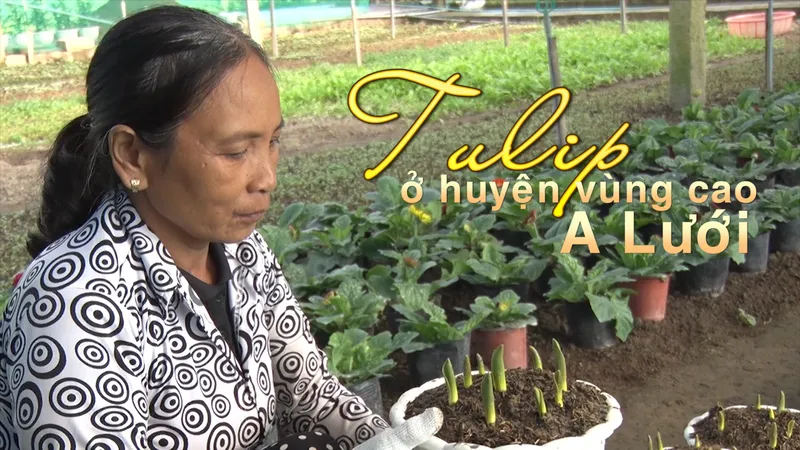 Tulip ở huyện vùng cao A Lưới