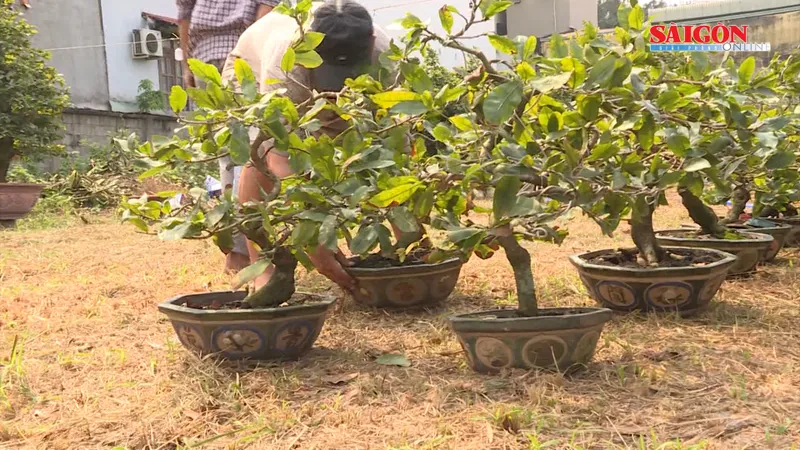 Rộn ràng mai tết xuống phố