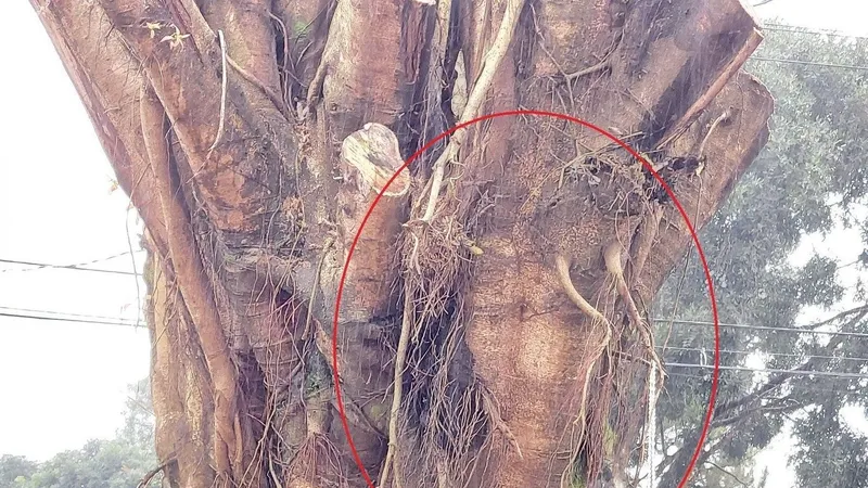 Podcast bản tin trưa 13-9: Di dời cây si có hình dạng "giống mặt người" vào khuôn viên nhà thờ; 10 người chết và mất tích do mưa lũ đêm qua 12-9