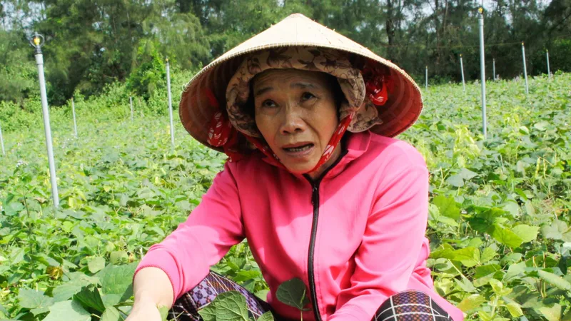 Podcast bản tin tối 10-12: Hàng ngàn tấn củ sắn "bí" đầu ra, nông dân Quảng Ngãi như ngồi trên lửa; TPHCM nỗ lực tăng mức sinh, nâng cao chất lượng dân số