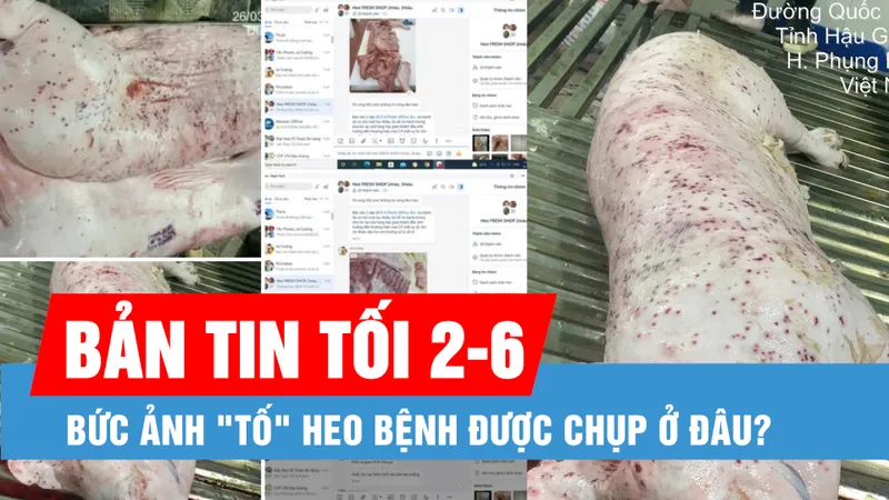 Bản tin tối 2-6: Thực hư bức ảnh "tố" CP bán heo bệnh | Khuyến cáo khi làm việc dưới trời nắng 