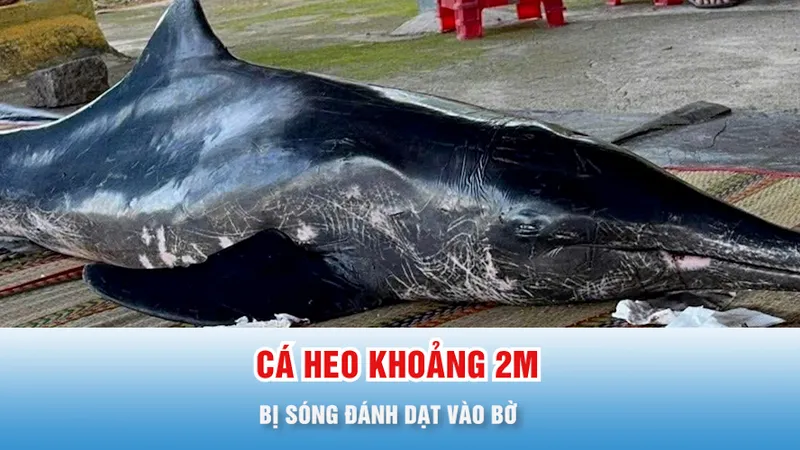Podcast 17 giờ 14-11: Người dân chăm sóc cá heo bị sóng đánh dạt vào bờ 