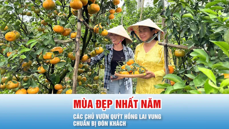 Podcast bản tin 17 giờ 19-12: Quýt hồng Lai Vung vào mùa đẹp nhất năm, các chủ vườn chuẩn bị đón khách
