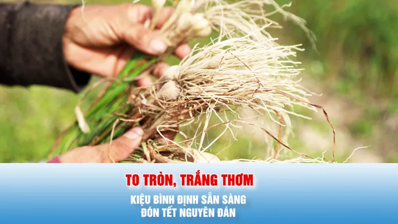 Podcast bản tin tối 17-1: Kiệu Bình Định to tròn, trắng thơm sẵn sàng đón Tết Nguyên đán 