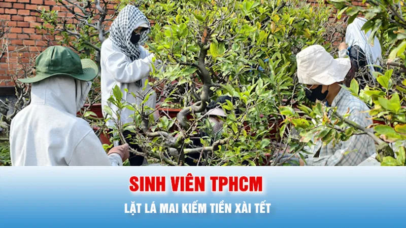 Podcast bản tin tối 3-2: Sinh viên TPHCM lặt lá mai kiếm tiền xài tết 
