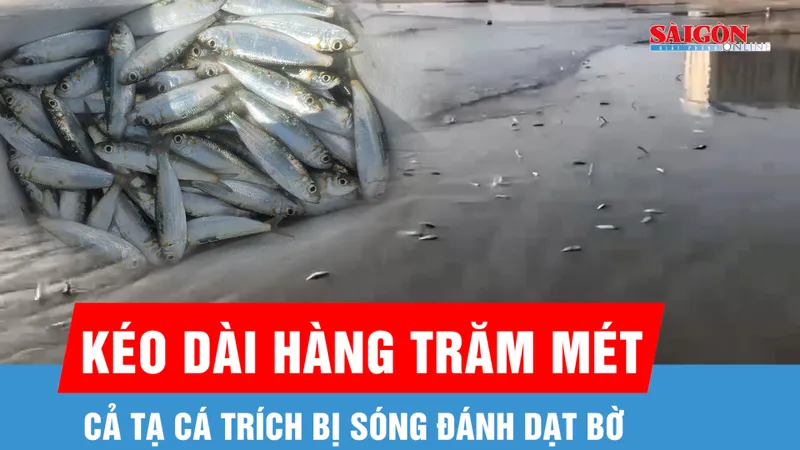Cả tạ cá trích dạt bờ, nhiều người đến bắt
