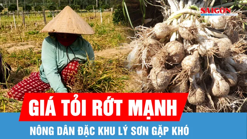 Tỏi rớt giá, nông dân Lý Sơn gặp khó