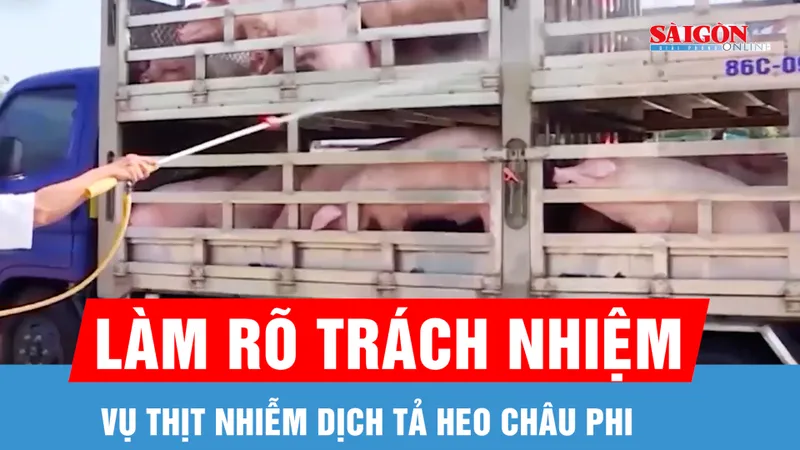 Vụ thịt nhiễm dịch tả heo châu Phi: Làm rõ trách nhiệm, siết kỷ cương công vụ