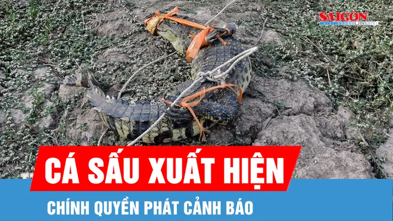 Xuất hiện cá sấu trên kênh, Tây Ninh phát cảnh báo đến người dân