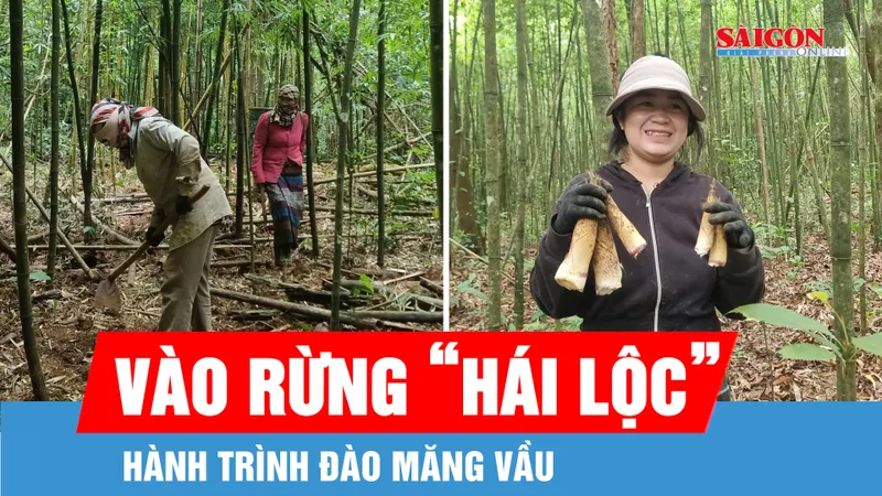 Theo chân người Vân Kiều vào rừng đào măng vầu