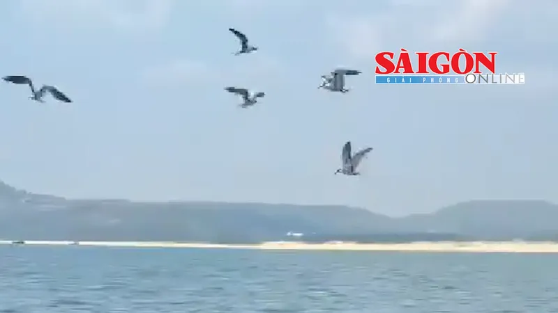 Hình ảnh cặp cá voi xuất hiện gần bờ tại vùng biển Cù Lao Mái Nhà, thuộc làng chài Phước Đồng (xã Ô Loan, tỉnh Đắk Lắk) khiến nhiều người dân và du khách vô cùng thích thú.