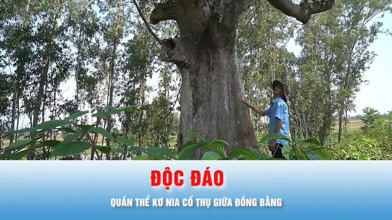 Podcast bản tin chiều 15-5: Độc đáo quần thể kơ nia cổ thụ giữa đồng bằng