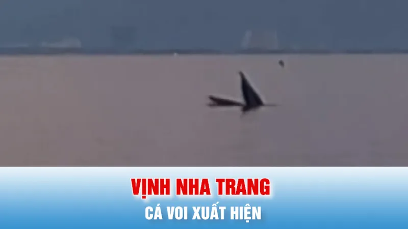 Podcast bản tin trưa 26-5: Cá voi xuất hiện tại vịnh Nha Trang