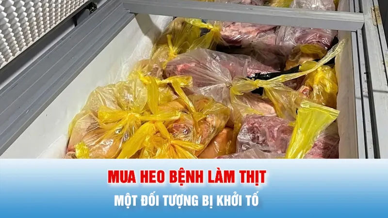 Podcast bản tin tối 28-5: Khởi tố đối tượng thu mua heo bệnh làm thịt đưa ra thị trường
