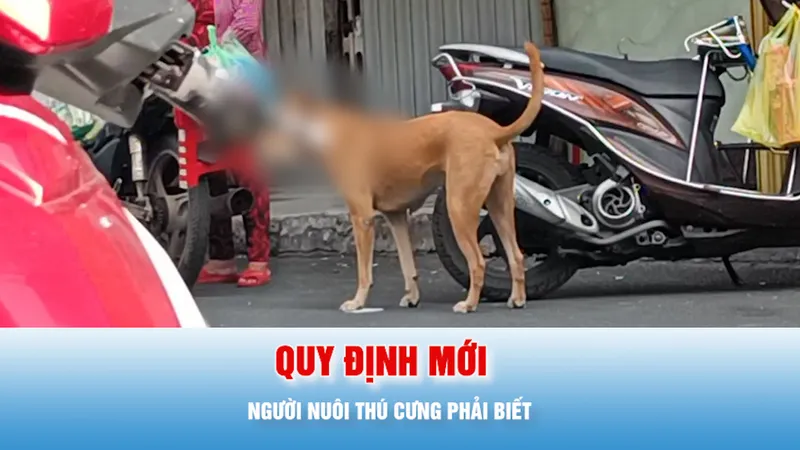Podcast bản tin tối 12-6: Quy định mới, áp dụng từ 1-8, người nuôi thú cưng cần biết
