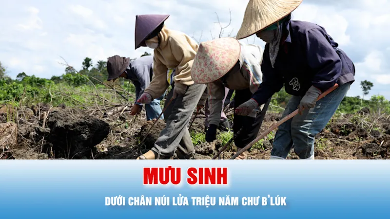 Podcast bản tin tối 20-6: Mưu sinh dưới chân núi lửa triệu năm Chư B’lúk
