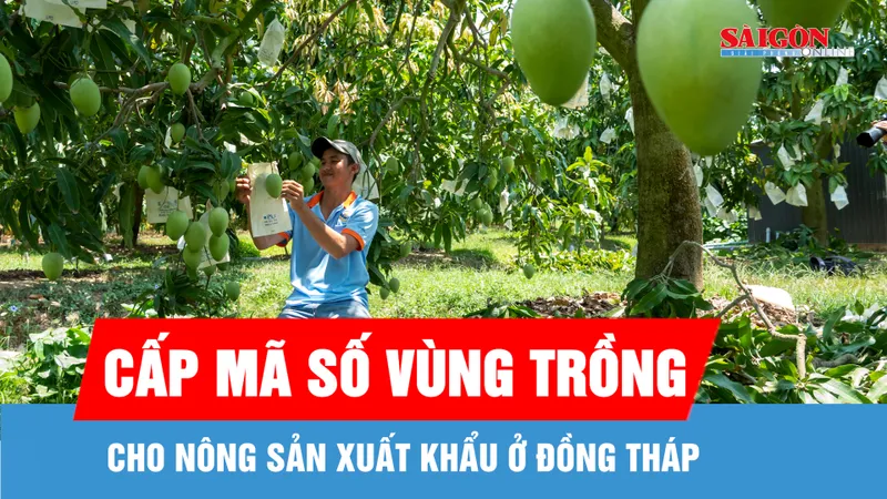Đồng Tháp đẩy nhanh cấp mã số vùng trồng cho nông sản xuất khẩu
