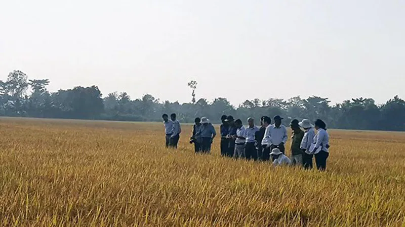 Phân bón Phú Mỹ với sản phẩm cho vùng khô hạn 