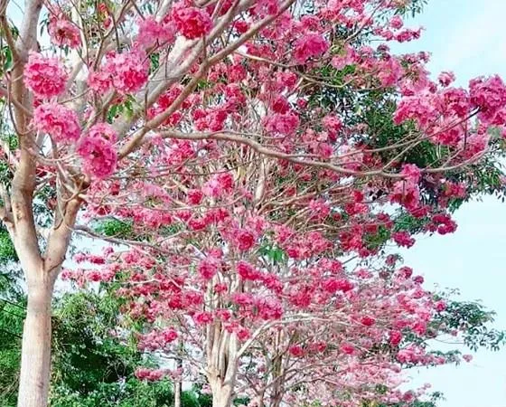 Hoa kèn hồng